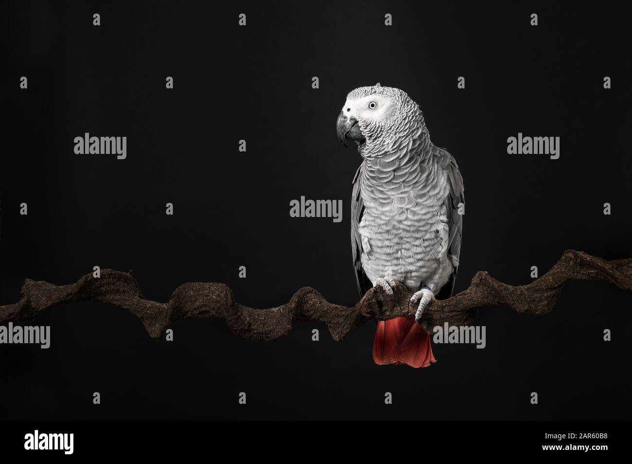 Gabon African grey parrot on a black background with space for copy seen from the front Stock Photo
