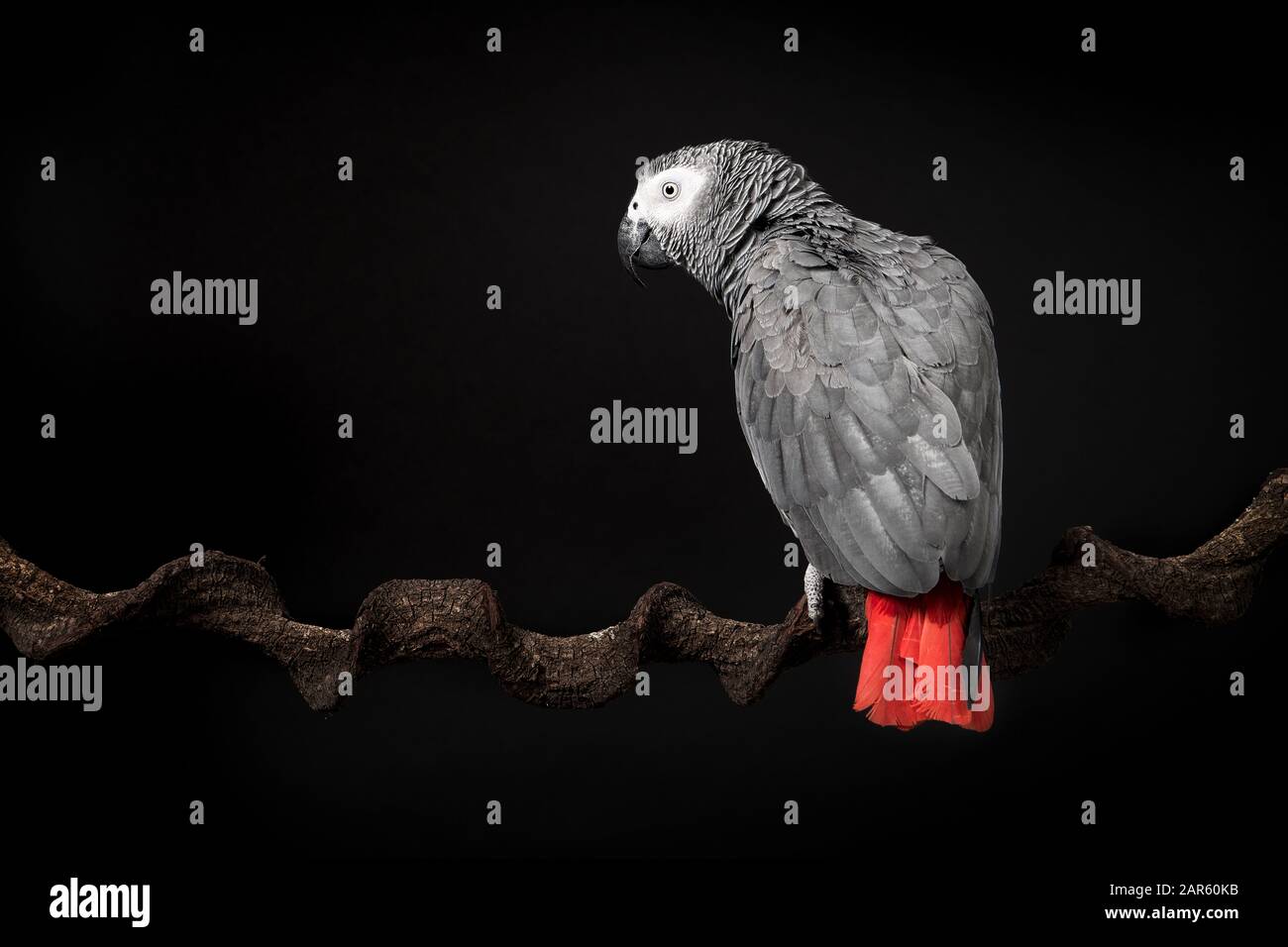 Gabon African grey parrot on a black background with space for copy seen from the back Stock Photo
