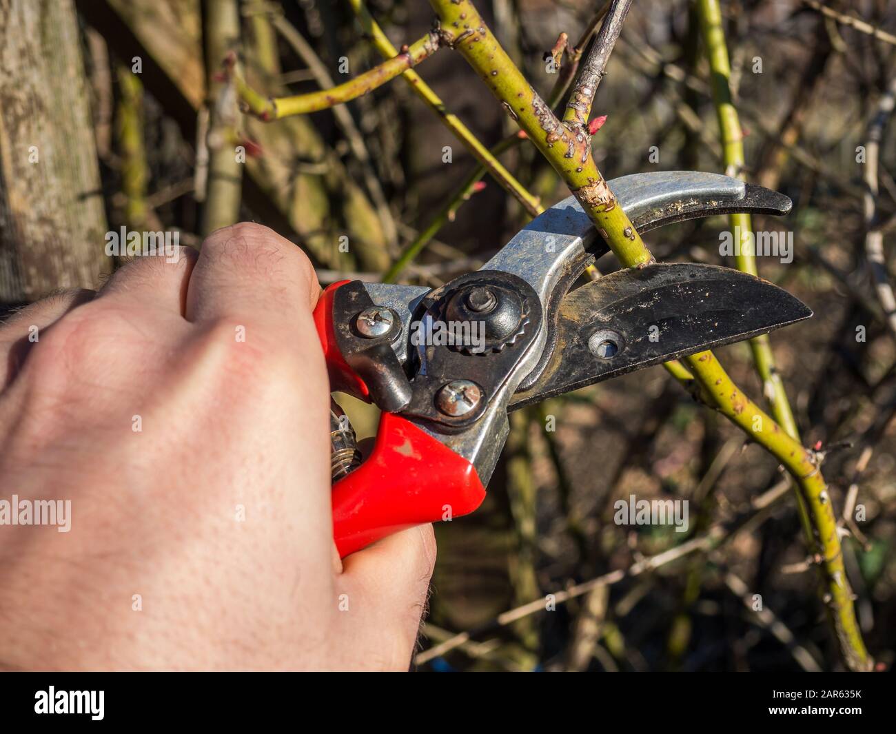 Cutting plants with pruning shears in spring Stock Photo Alamy