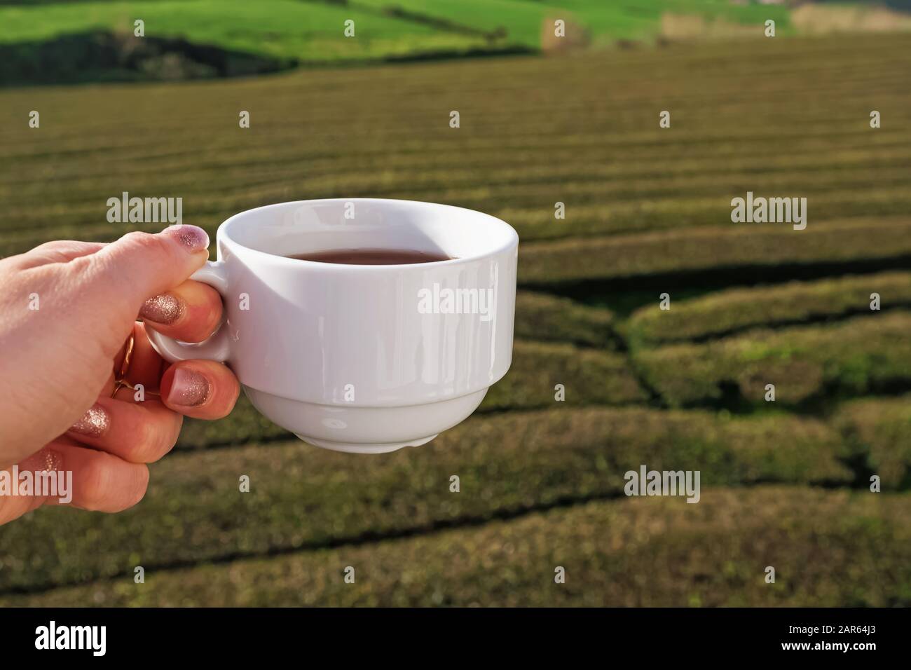 Woman hand close-up holding tea cup on tea plantation Stock Photo