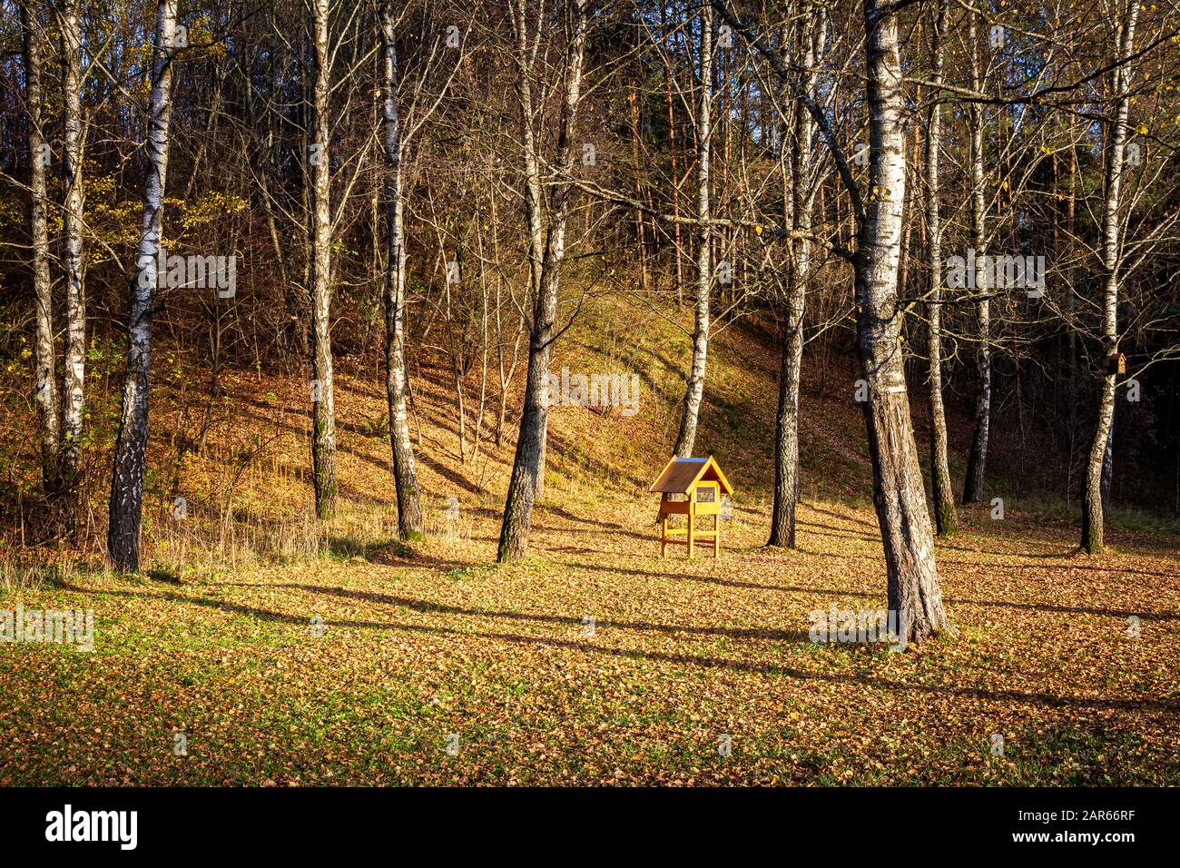 Large Bird Feeder In Autumn Birch Forest Autumn Landscape Stock