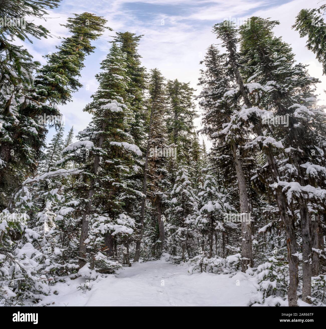 Field snow pine trees hi-res stock photography and images - Alamy