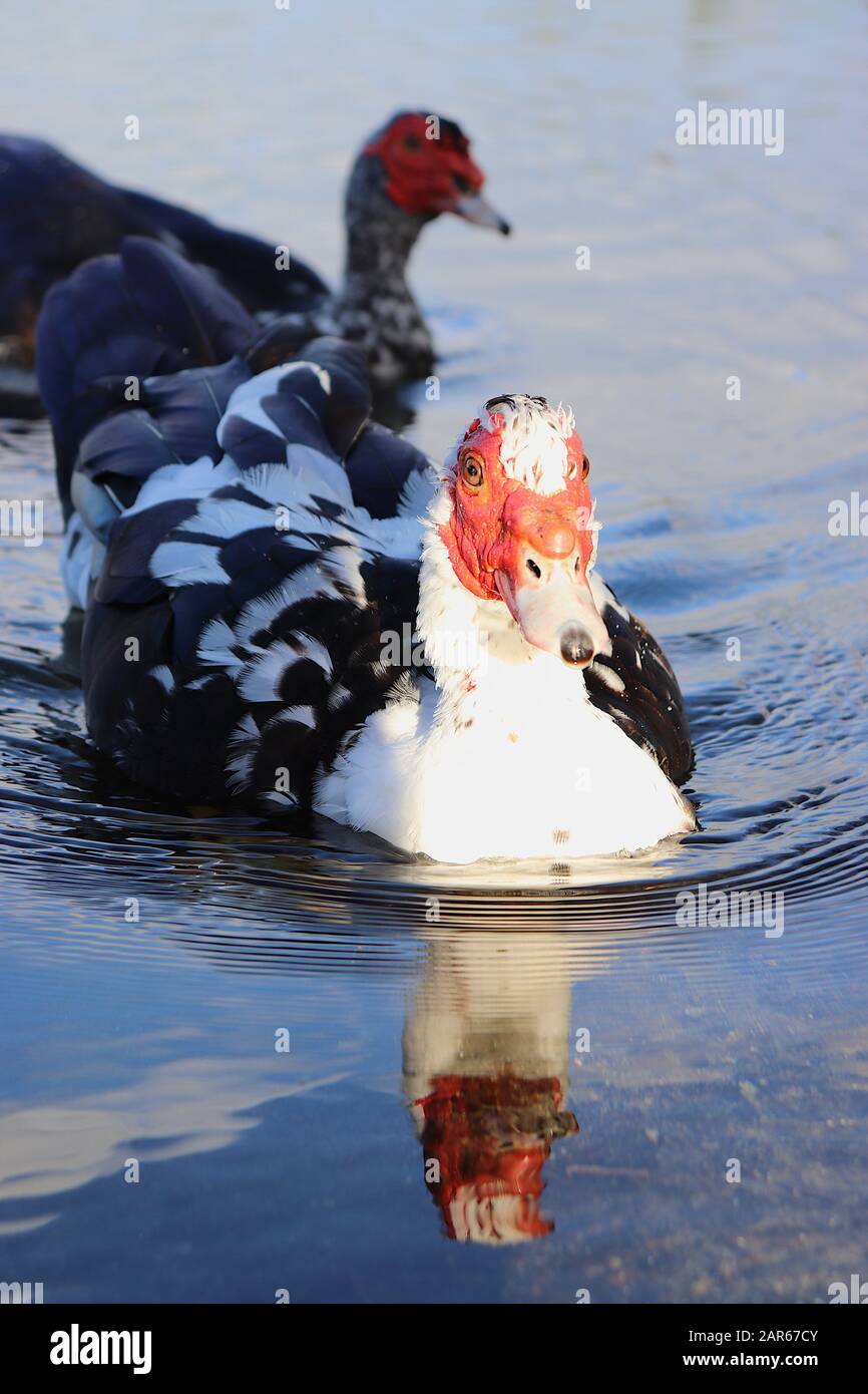Proper ducks hires stock photography and images Alamy