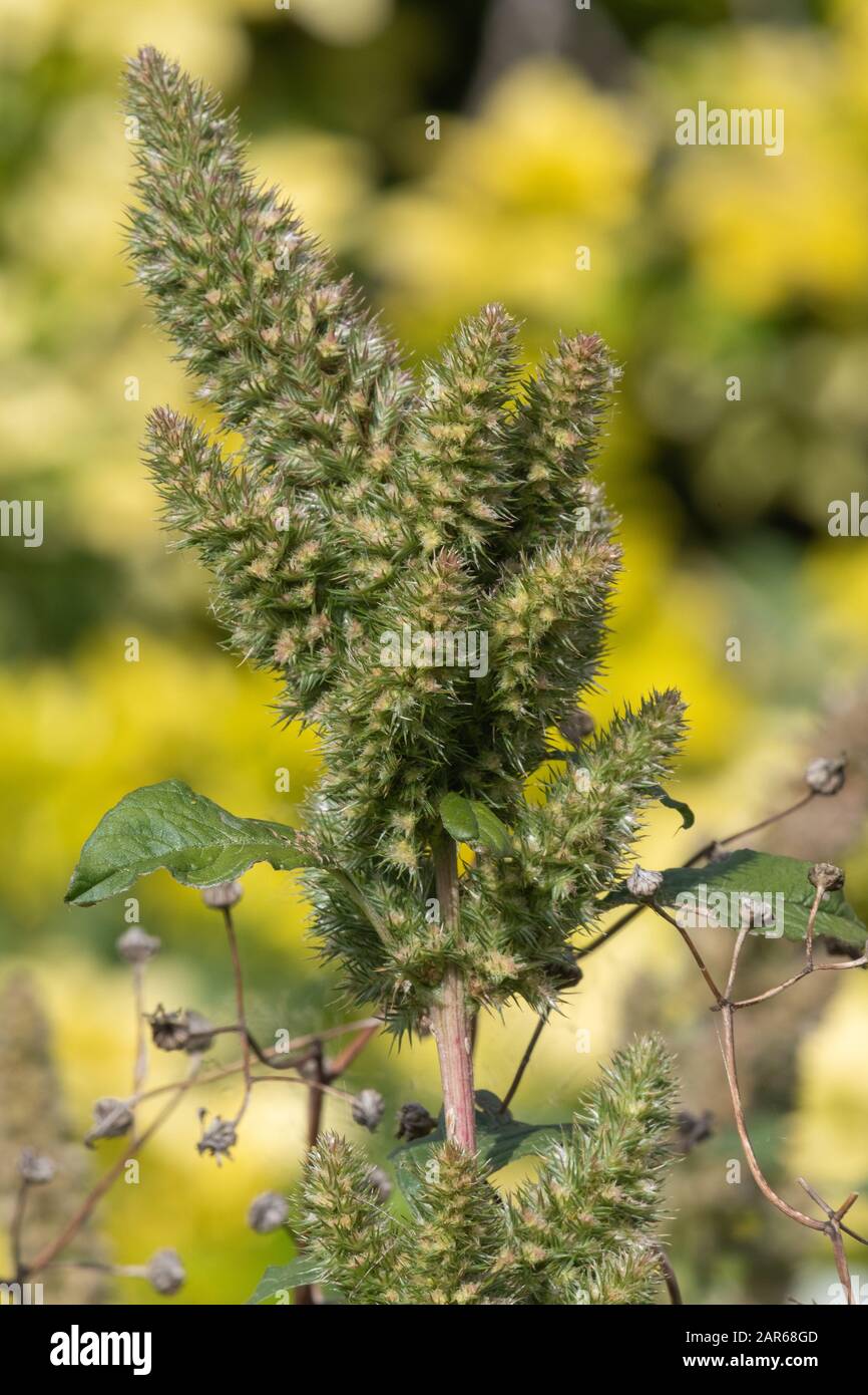 Millet plant hires stock photography and images Alamy
