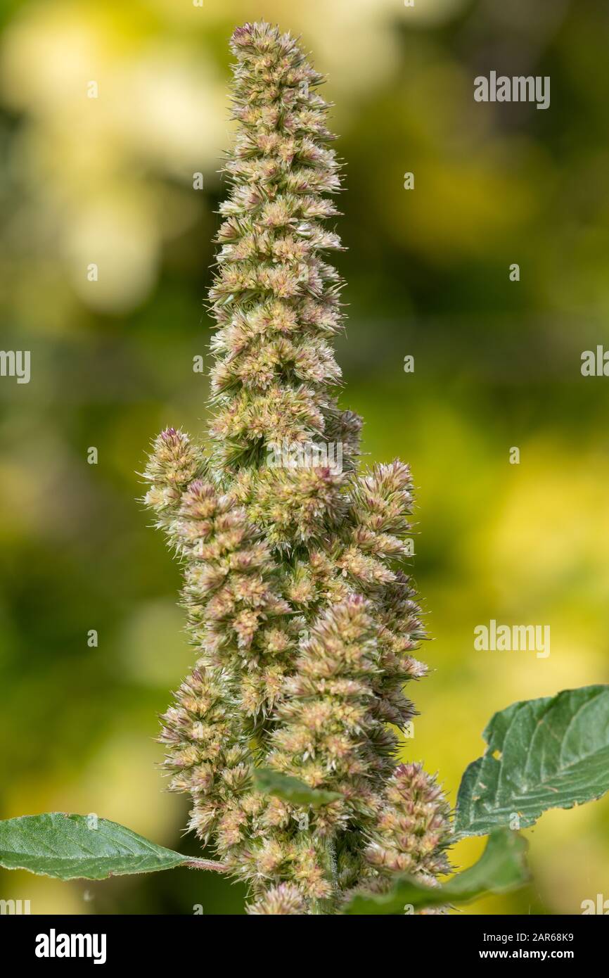 Millet plant hires stock photography and images Alamy