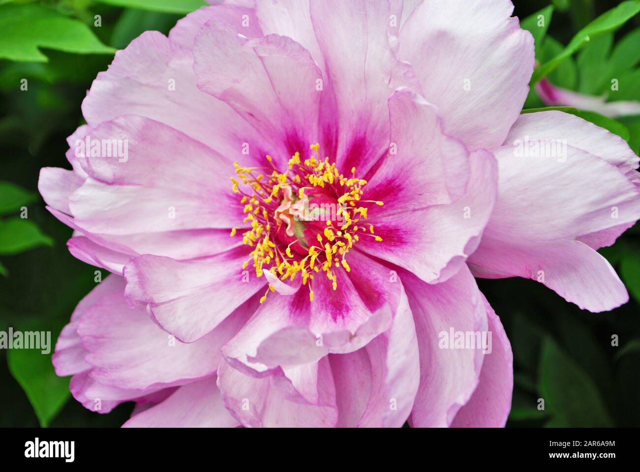 Close up of buds and flowers on a pink peony bush in the garden paeonia ...