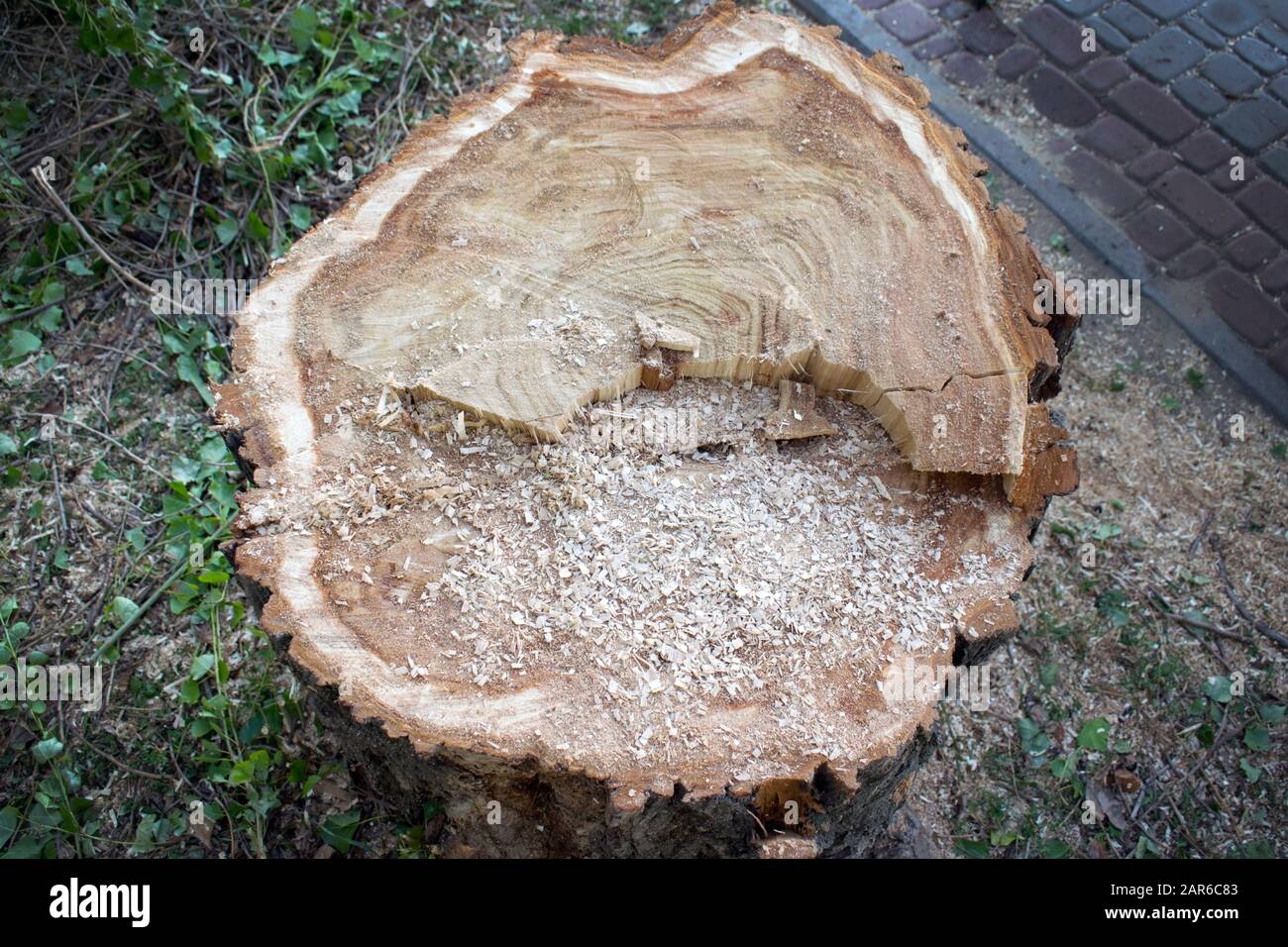 Freshly cut tree top view. Stump with sawdust in the park. Felling 