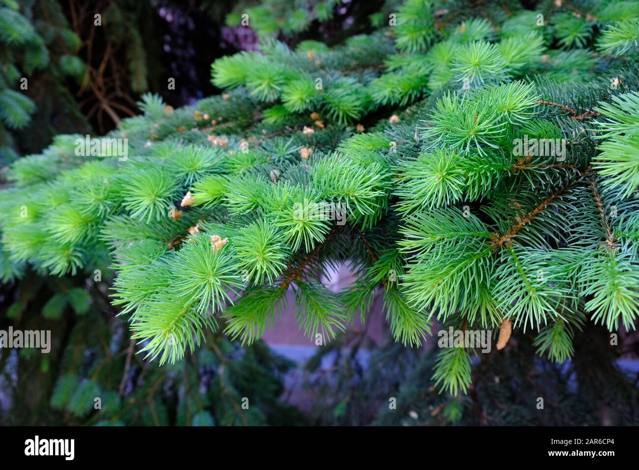 Fir tree prickly green hi-res stock photography and images - Alamy