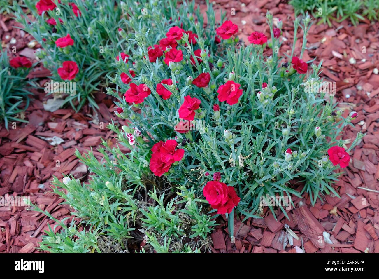 Bushes Bright red wild Dianthus barbatus or gillyflowers or carnations