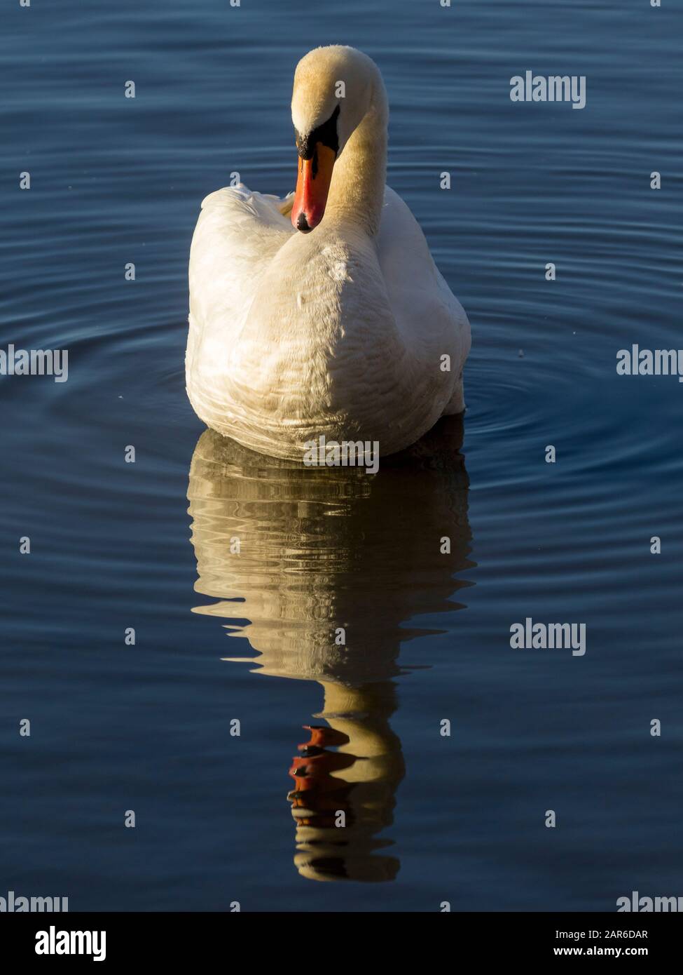 Mute Swan and Reflection Stock Photo