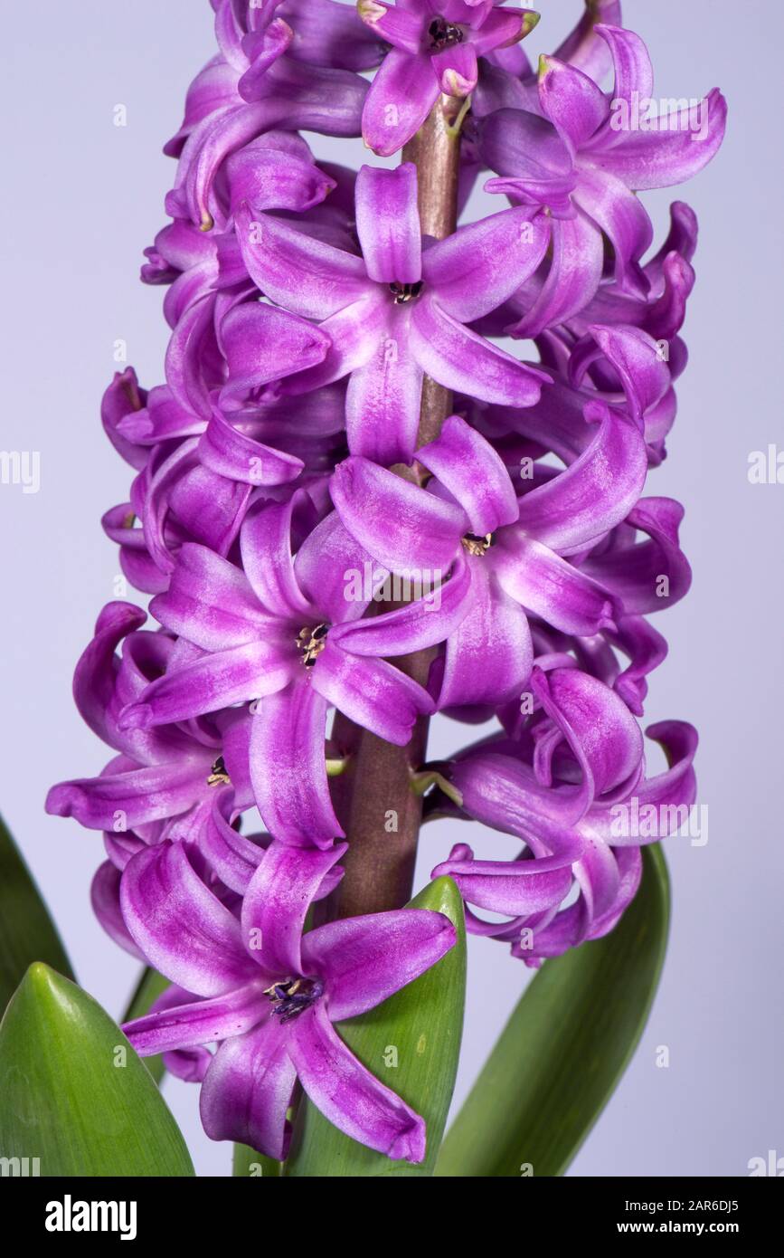 Purple pink flower of a potted hyacinth bulb 'Purple Sensation' (Hyacinthus orientalis) for Christmas houseplant colour Stock Photo