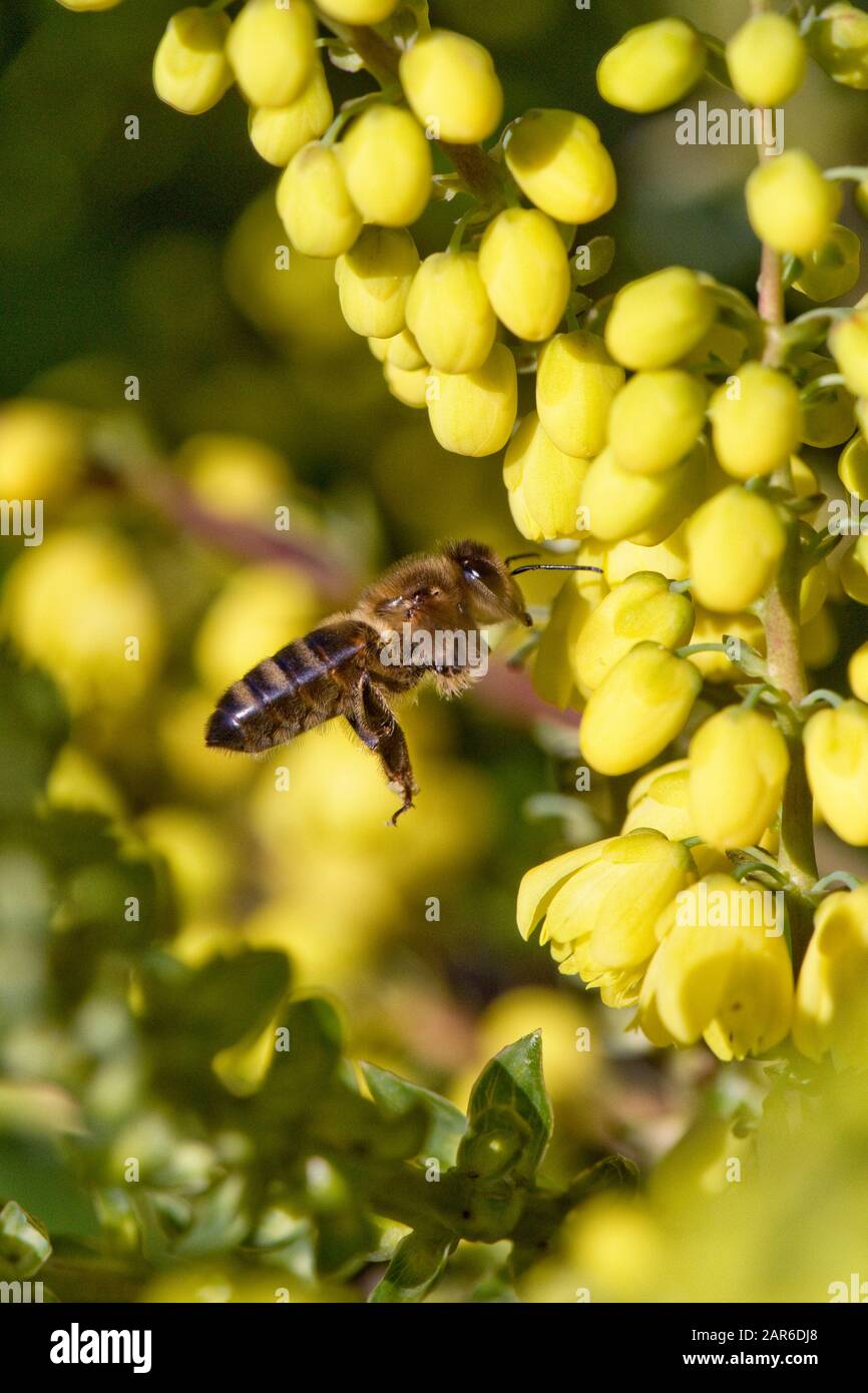 Honey bee (Apis mellifera) flying to forage on yellow Mahonia 'Winter Sun' flowers on a fine Christmas day in mid winter, Berkshire, December Stock Photo