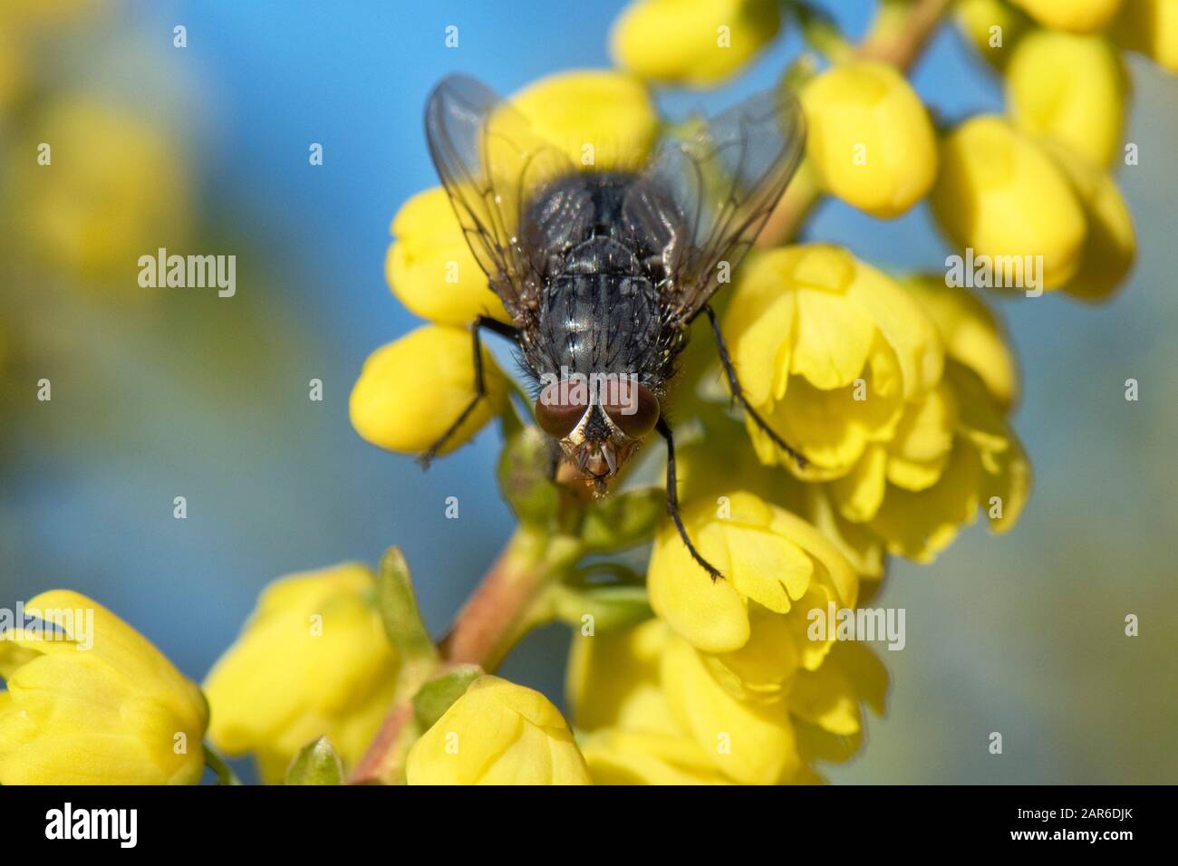A Muscidae fly (Polietes lardaria), possibly, visiting a yellow flowering Mahonia shrub on a fine Christmas day in mid winte, December, Stock Photo