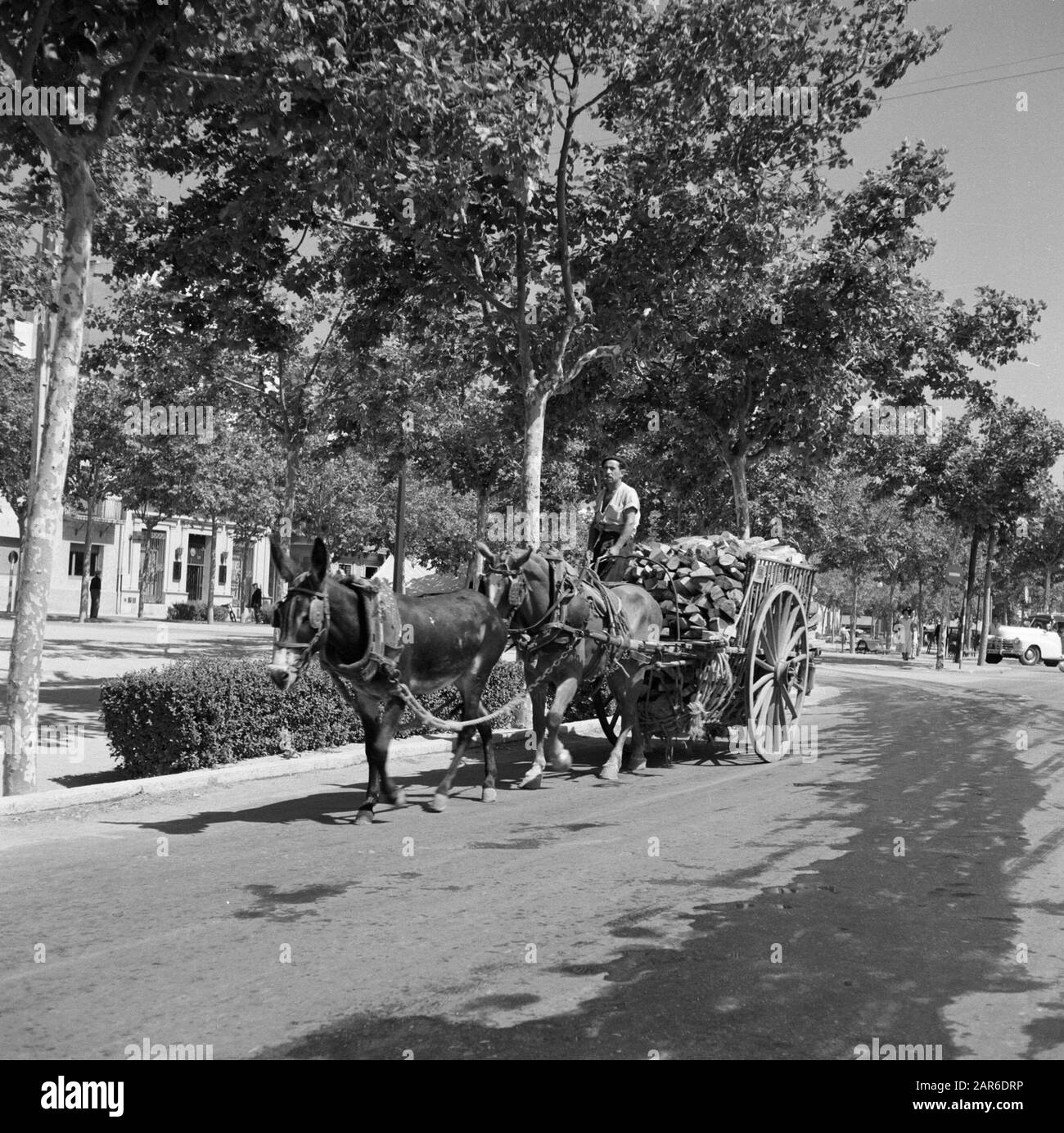 Carts and animaldrawn vehicles in Spain Man transports wood in an
