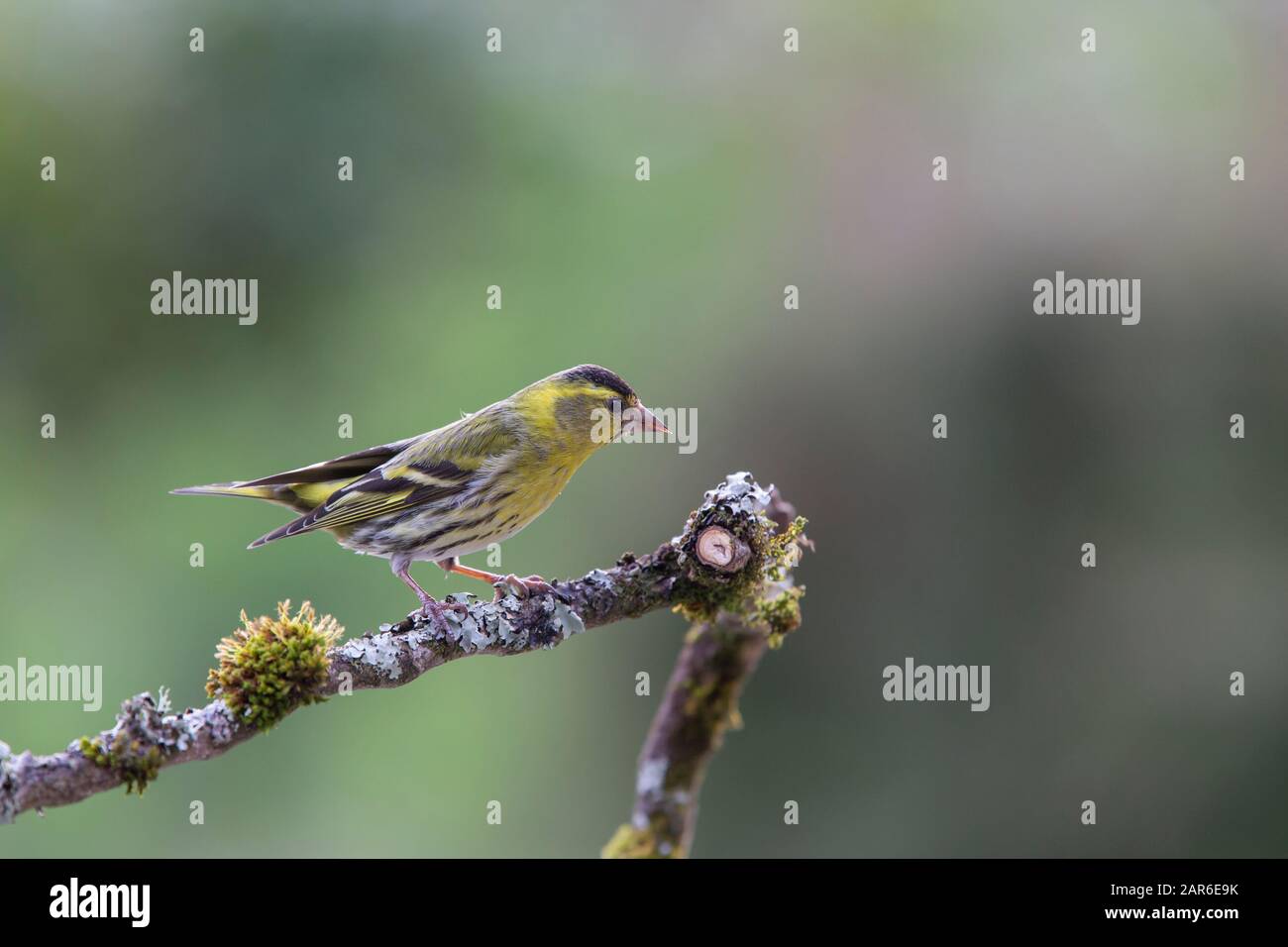 Siskin [ Spinus spinus ] on lichen covered stick with out of focus background Stock Photo