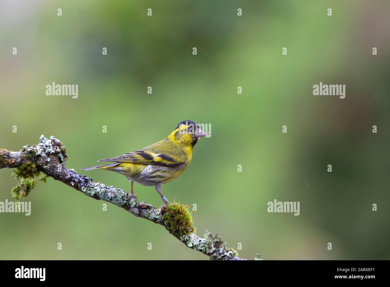 siskin, male [ Spinus spinus ] on lichen covered stick with out of focus background Stock Photo