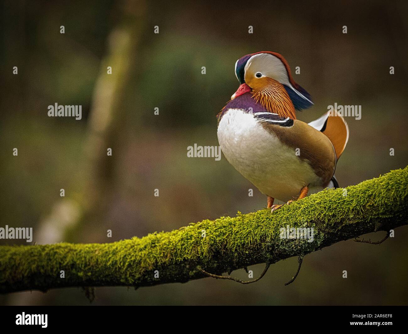The Mandarin Duck (Aix galericulata) Stock Photo