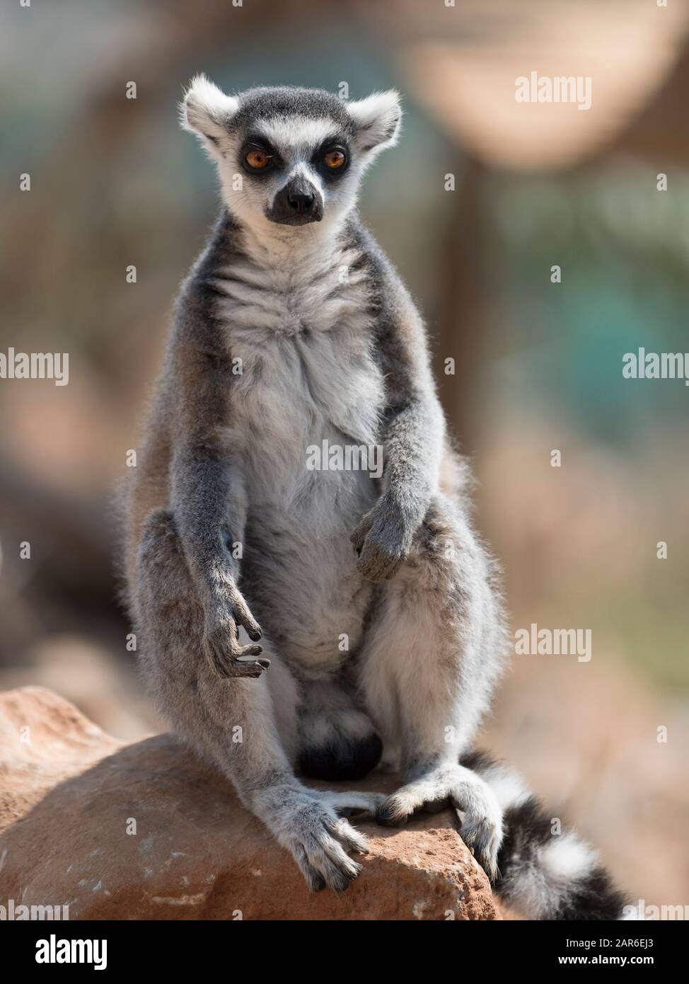 The Ring-Tailed Lemur of Madagascar Stock Photo