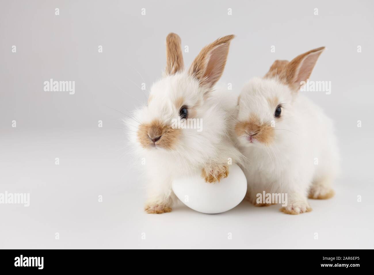 Two white baby rabbits with egg Stock Photo