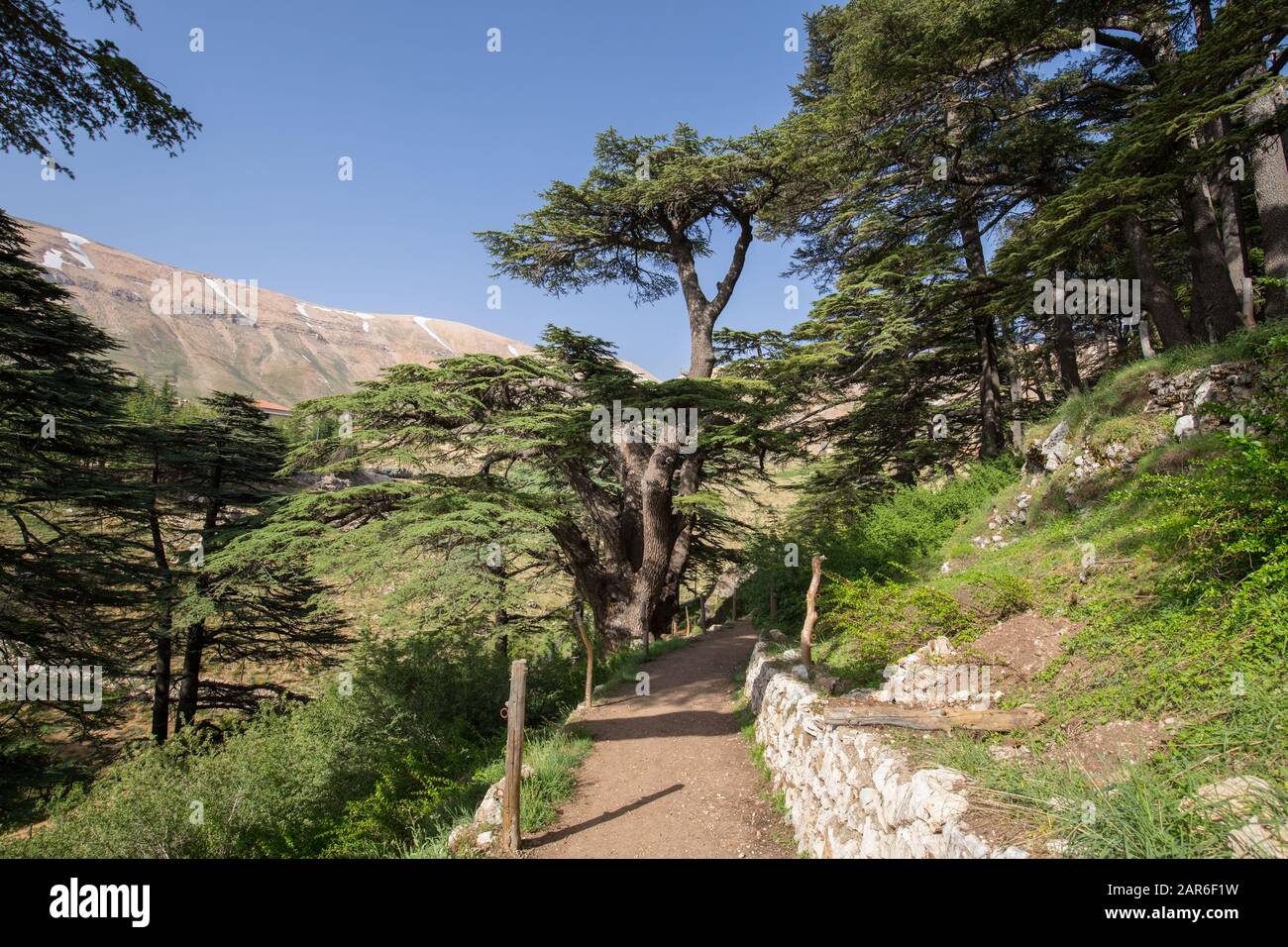 Lebanon cedar. The Cedars of God located at Bsharri, are one of the
