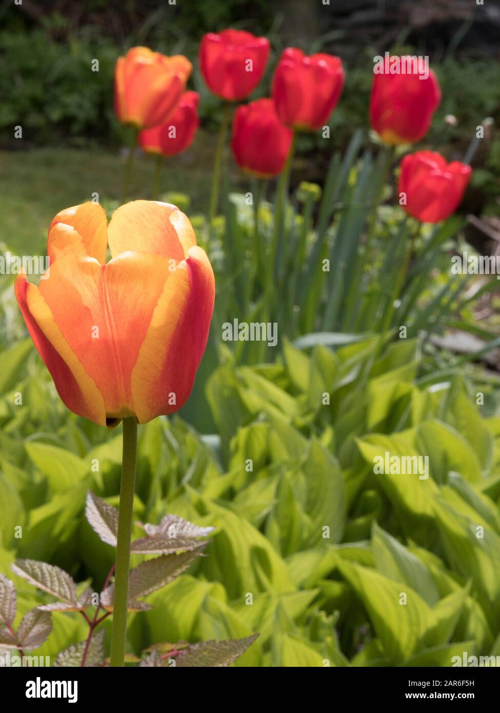 Tulips In An English Park Stock Photo