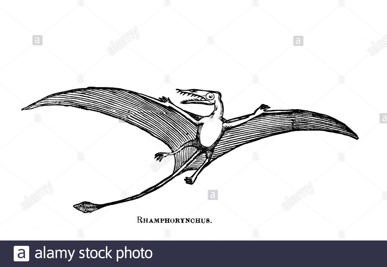 Rhamphorhynchus, vintage illustration from 1886 Stock Photo