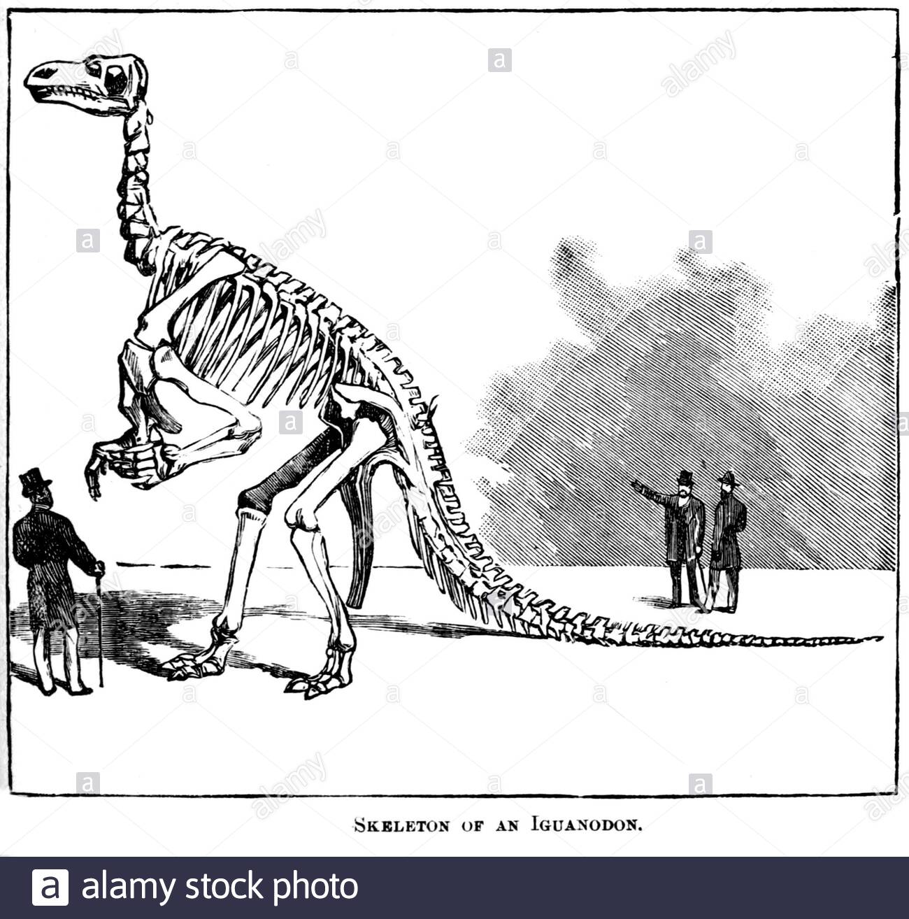 Skeleton of an Iguanodon, vintage illustration from 1886 Stock Photo