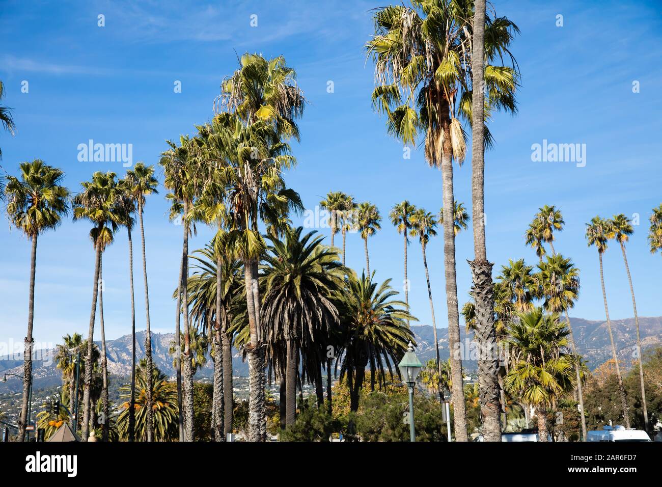Large palm trees in Santa Barbara, California, USA Stock Photo Alamy