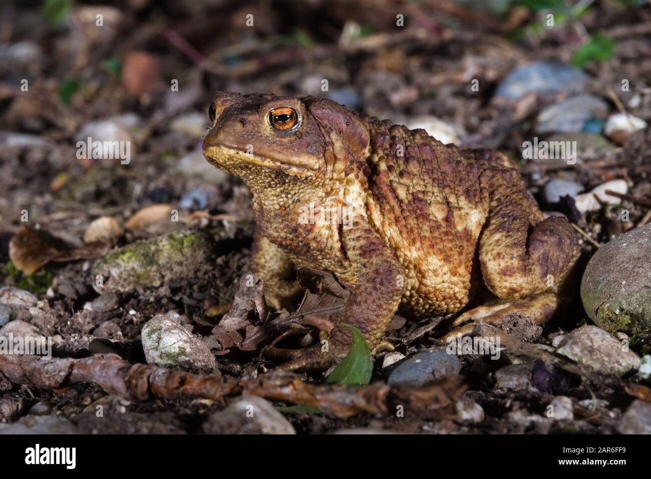 Male specimen of Common or European toad (Bufo bufo) moving during the night in direction of the breeding pond Stock Photo