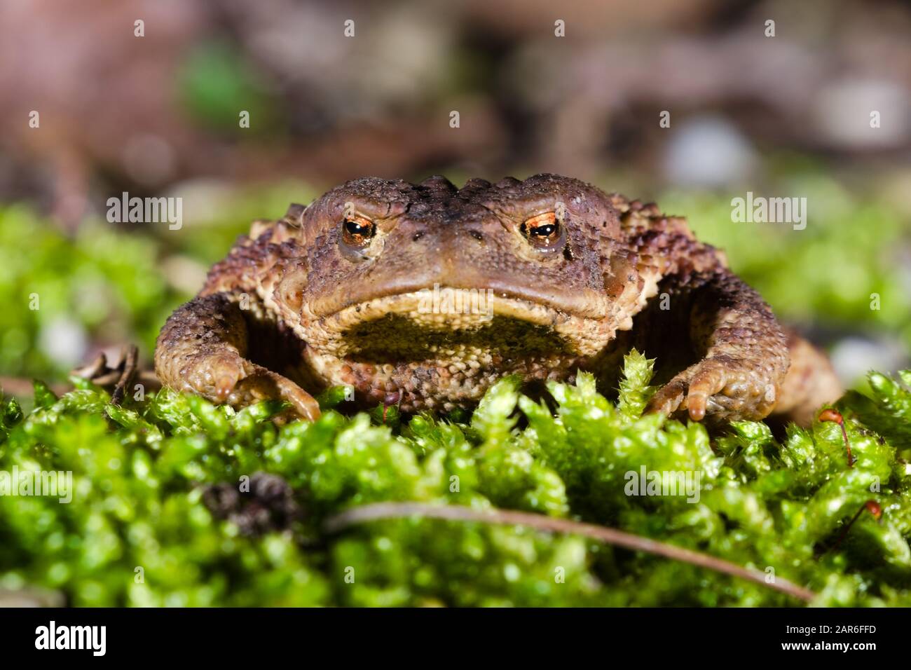 Frontal view of the head of a male specimen of Common or European toad (Bufo bufo) moving during the night in direction of the breeding pond Stock Photo