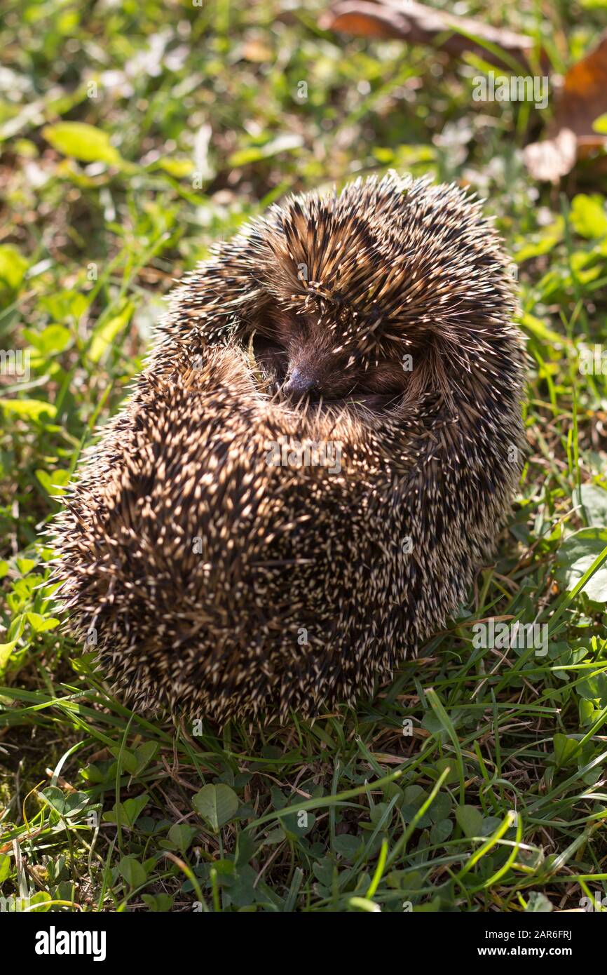 The hedgehog rolled into a ball lies on a green lawn. Hedgehog snake visible in the foreground. Stock Photo
