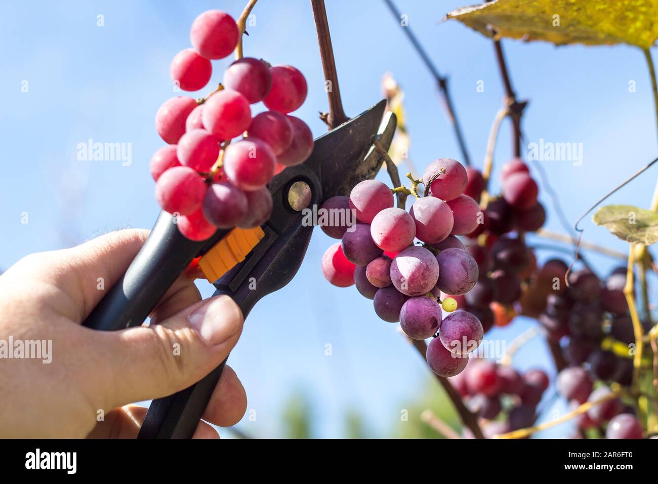 Vine fruit harvesting. A male hand holds a pruning shears and cuts off the ripe dark grape fruit