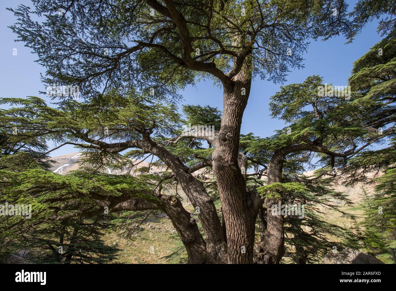 Lebanon cedar. The Cedars of God located at Bsharri, are one of the