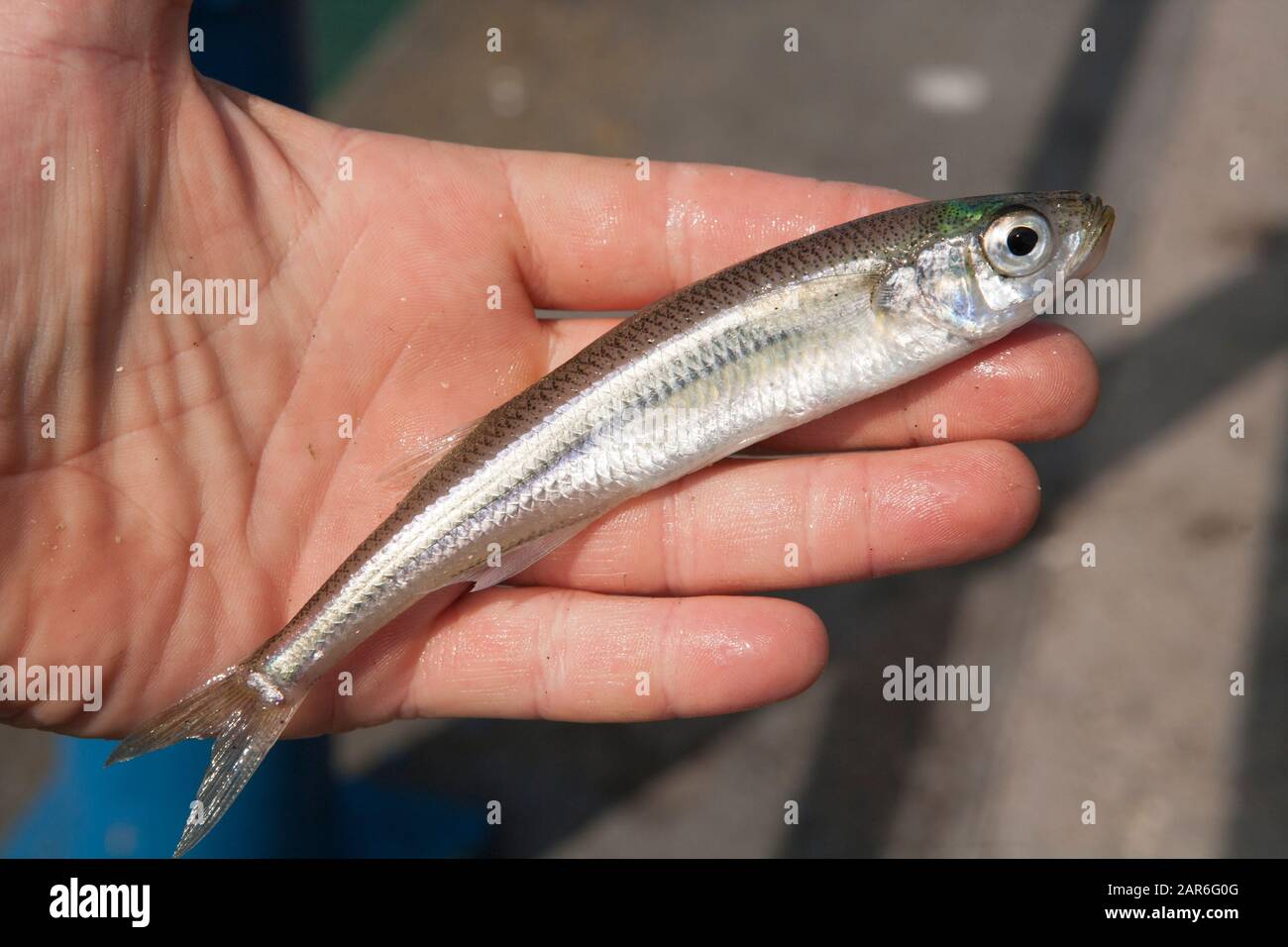 A Sand Smelt, Atherina presbyter, caught on rod and line from a pier. Dorset England UK GB. Stock Photo