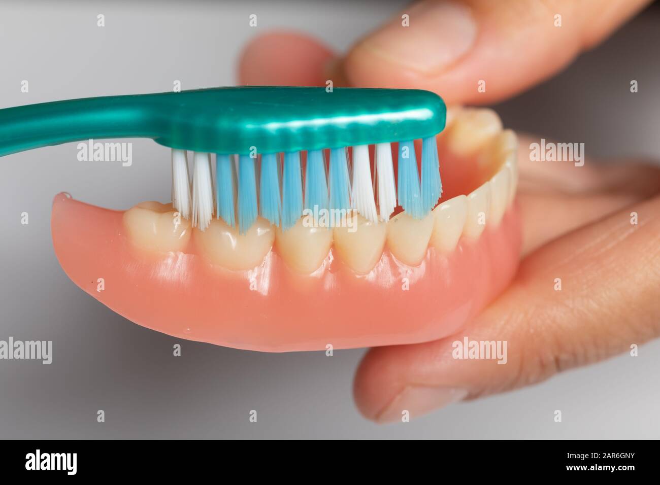 Dentist show how to Cleaning dental prosthesis with toothbrush, hold
