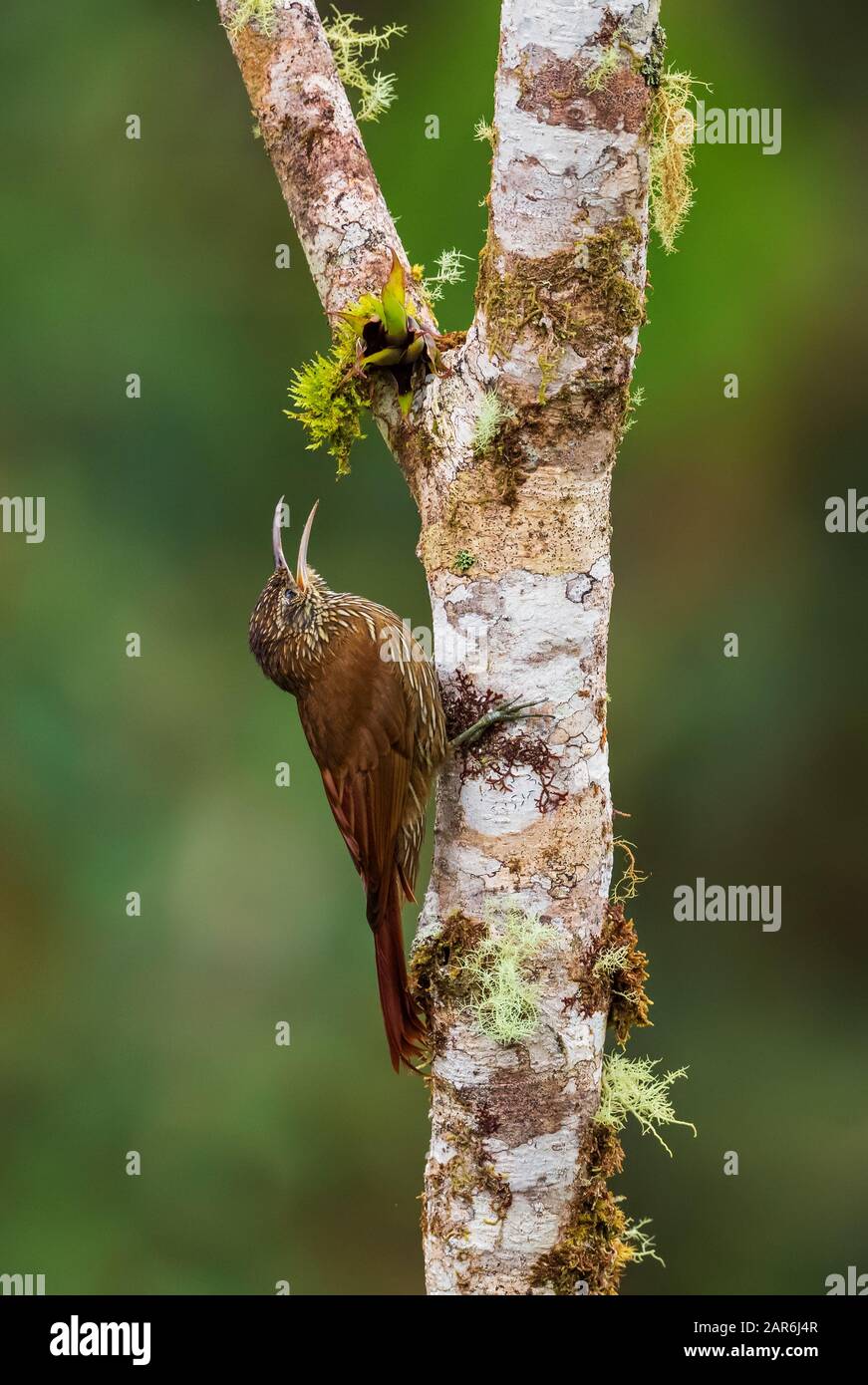 Montane Woodcreeper - Lepidocolaptes lacrymiger, cute woodcreeper from Andean slopes of South America, San Isidro lodge, Ecuador. Stock Photo