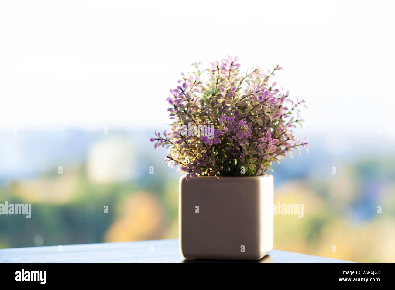Succulent plant on window ledge in modern bedroom Stock Photo Alamy