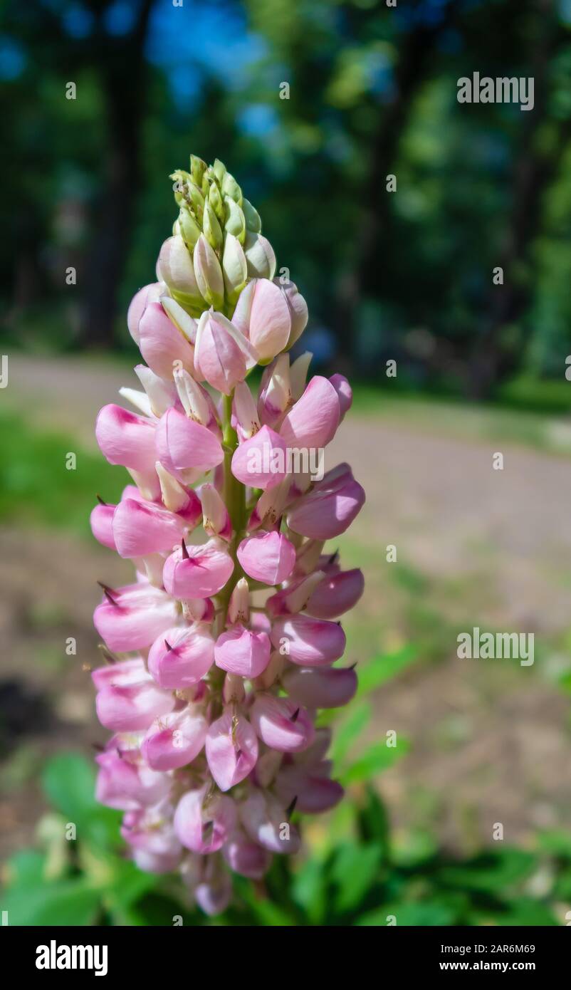 Pink green macro hi-res stock photography and images - Alamy