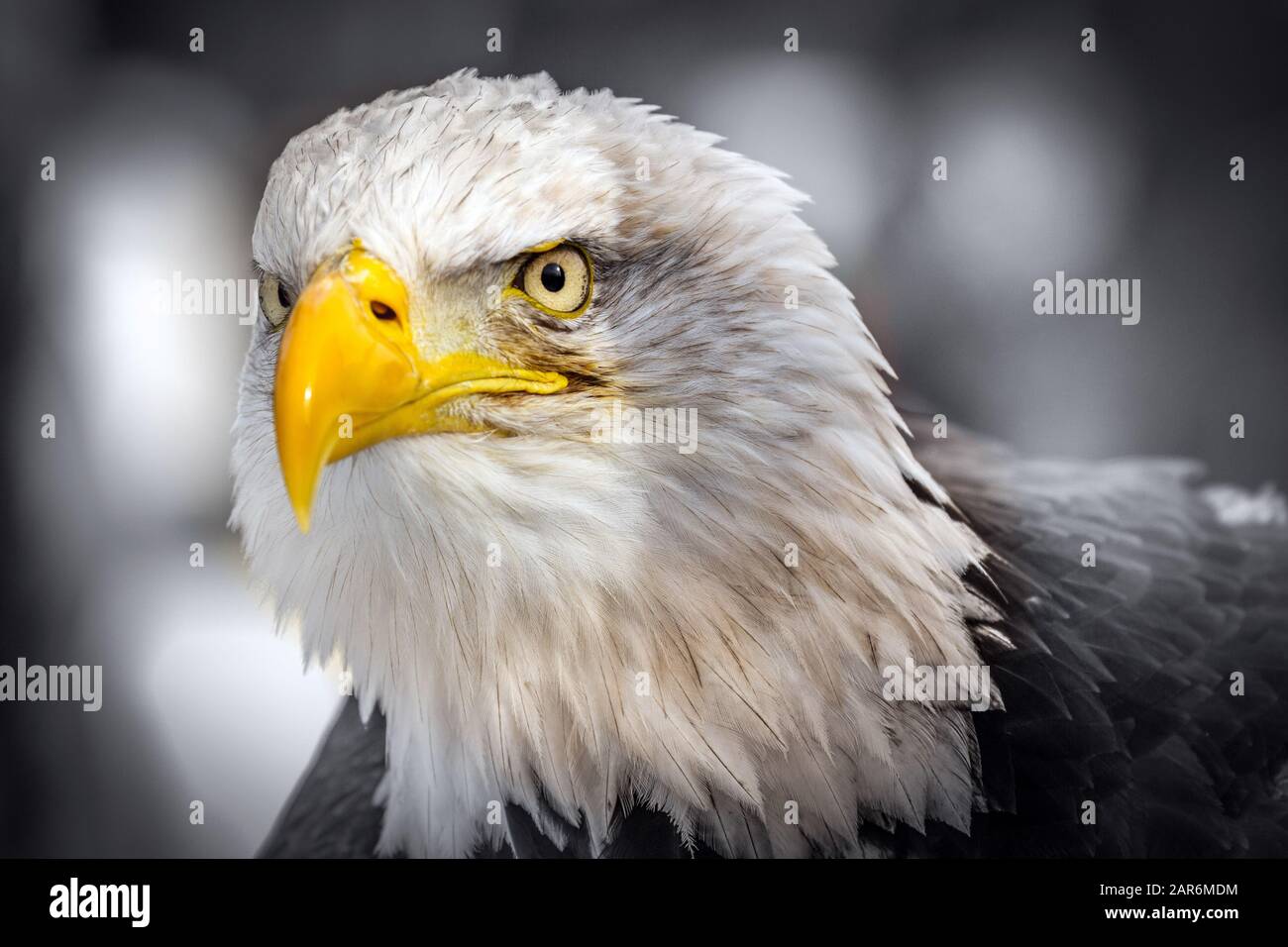 American Eagle - portrait - close up Stock Photo
