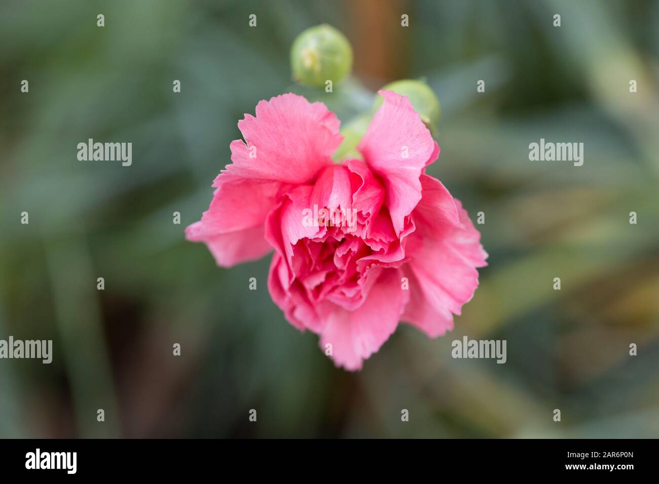 A Carnation flowering at the beginning of January 2020. Lancashire