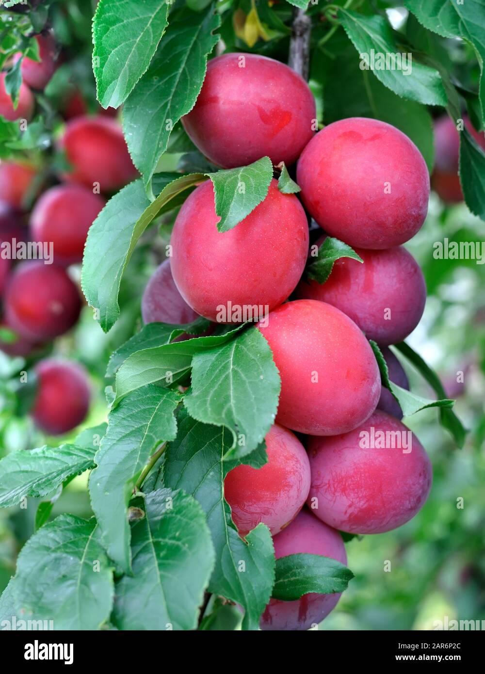 close-up of ripe plums on a tree branch in the orchard, vertical composition Stock Photo
