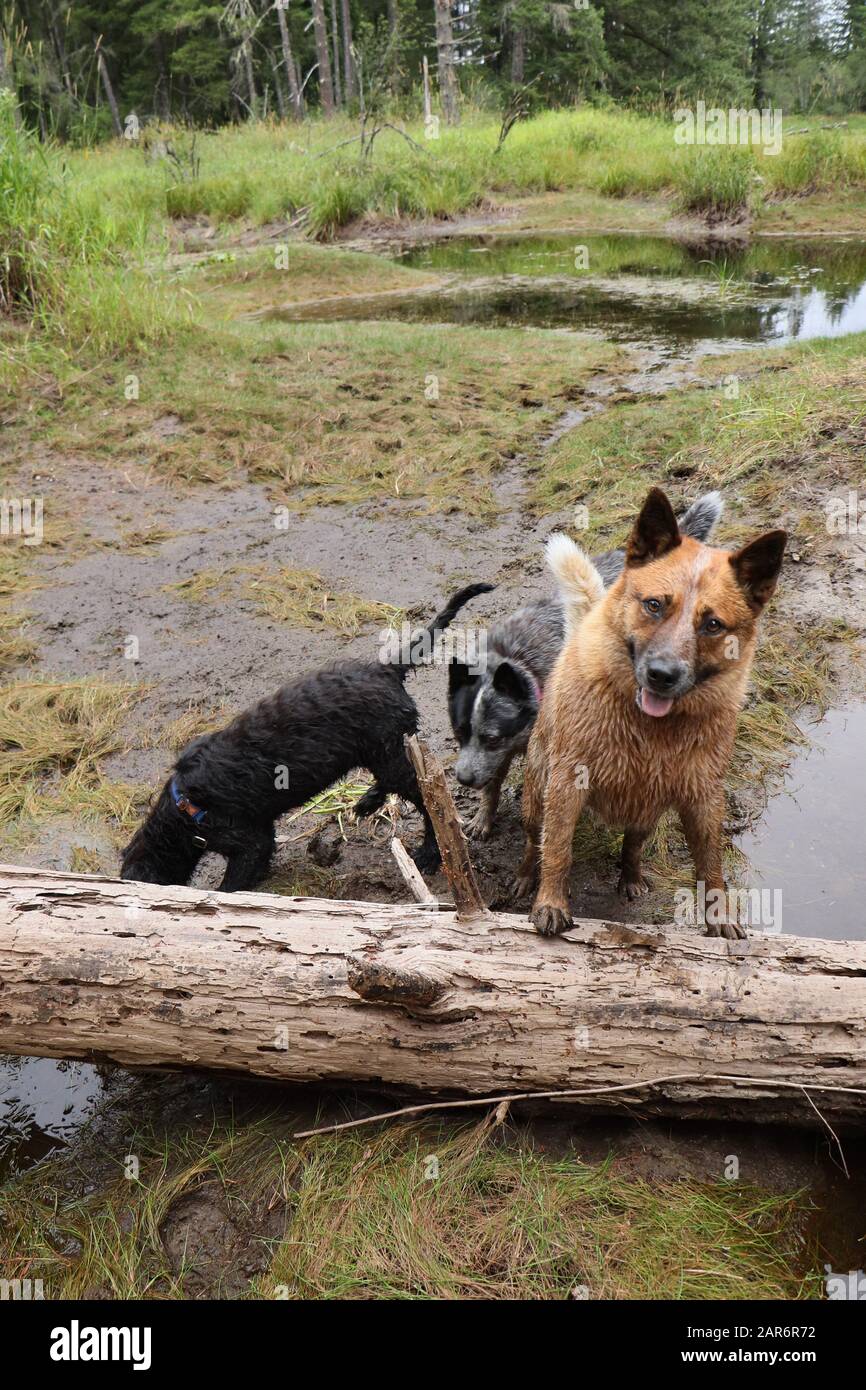Australian cattle dog chasing hires stock photography and images Alamy