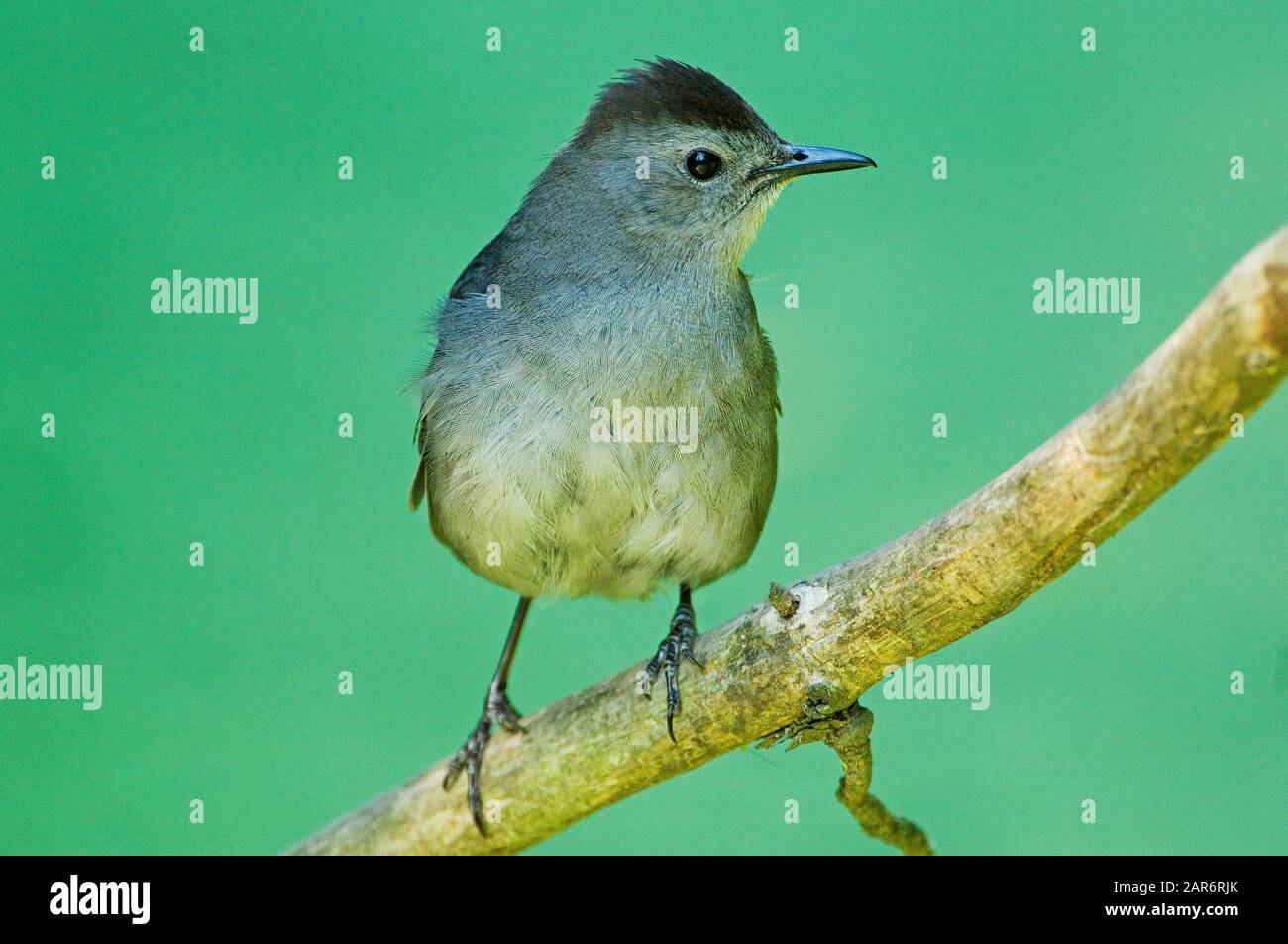 Gray catbird Stock Photo