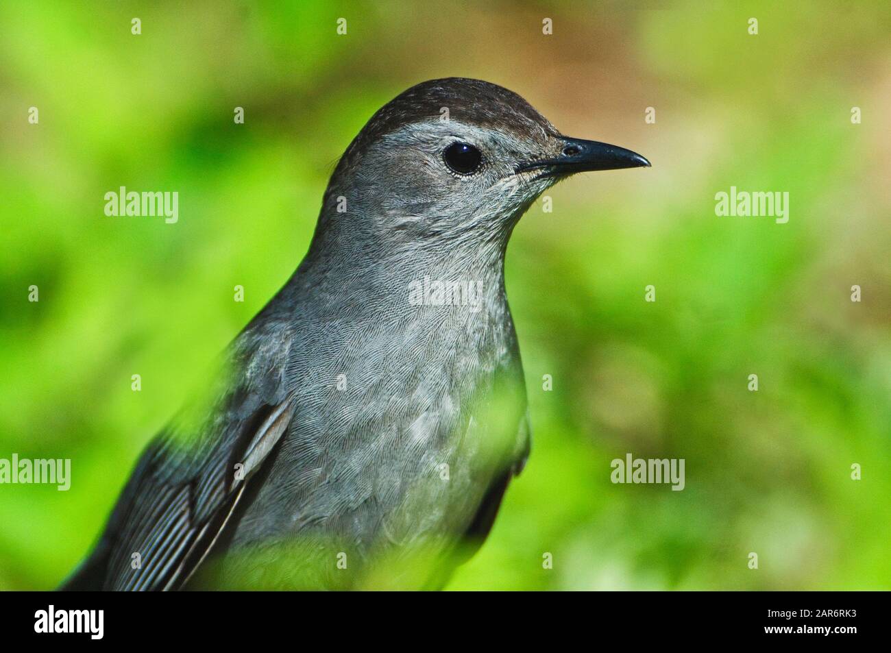 Gray catbird Stock Photo