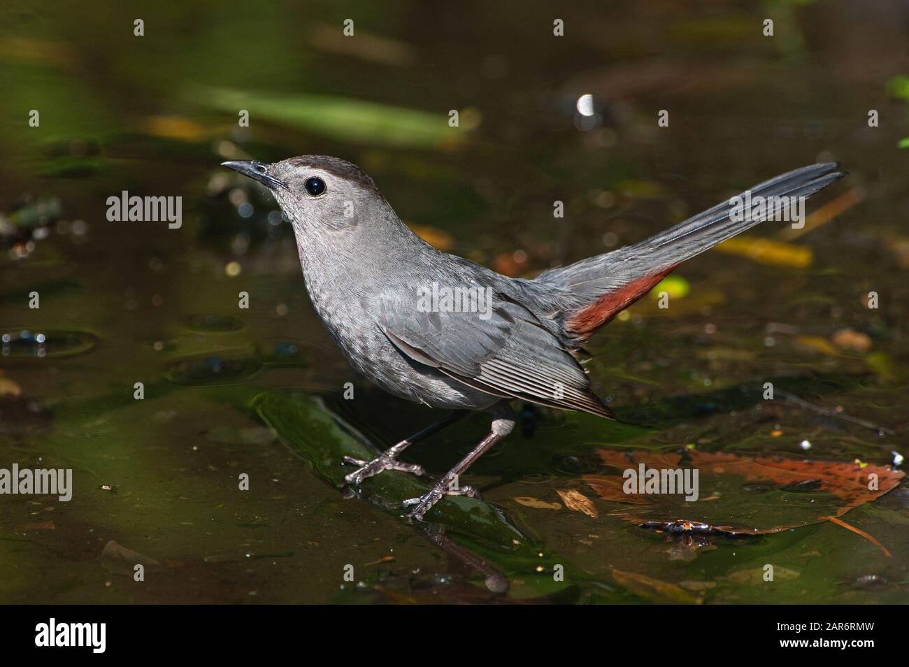 Gray catbird Stock Photo