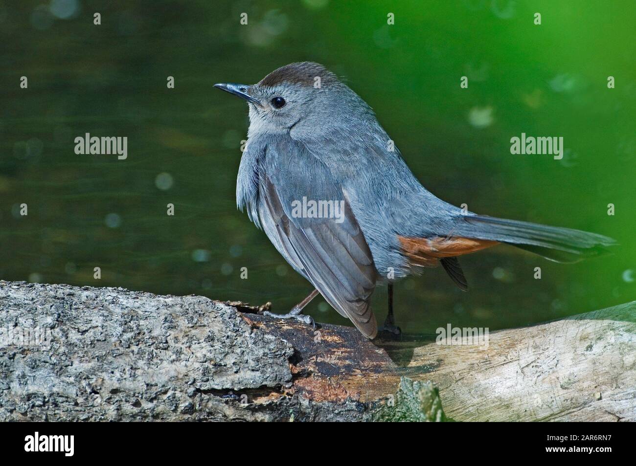 Gray catbird Stock Photo