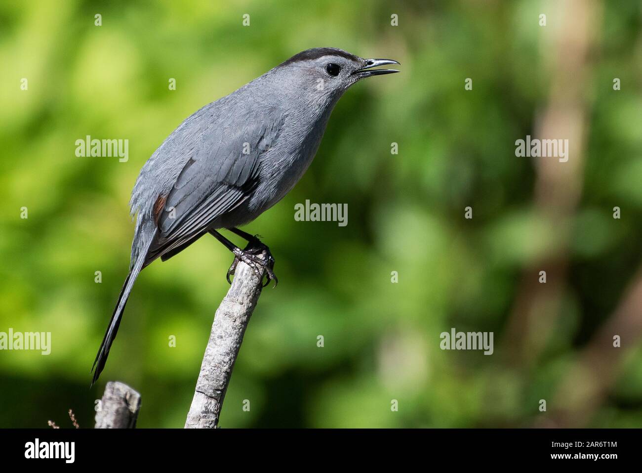 Gray catbird Stock Photo