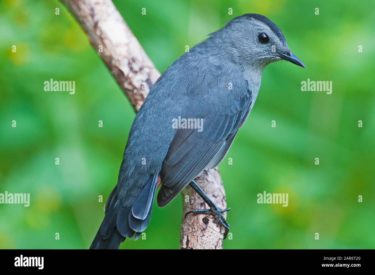 Gray catbird close up Stock Photo