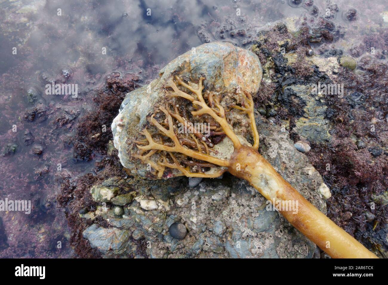 Oarweed (Laminaria sp) holdfast attached to stone. littoral zone, Falmouth beach, Cornwall, UK Stock Photo