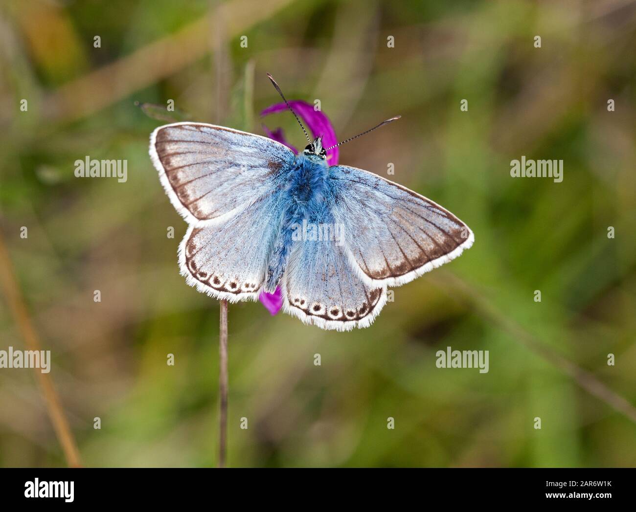 Chalk-Hill Blue butterfly Lysandra coridon on Watlington Hill in the  Oxfordshire countryside England UK Stock Photo